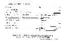 Tremellodendron hibbardii image