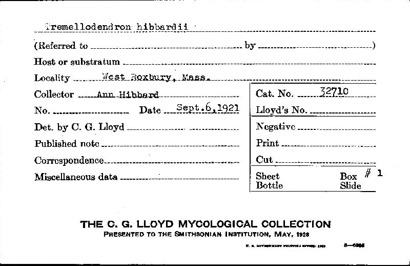 Tremellodendron hibbardii image
