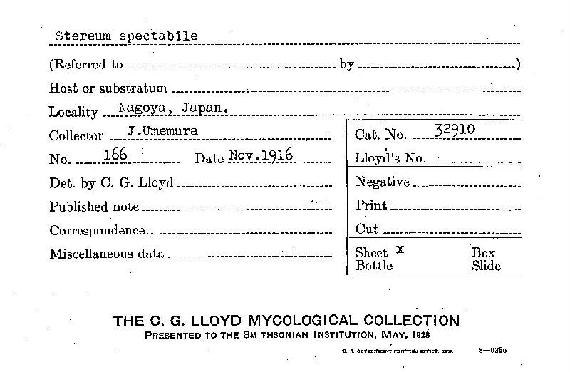 Xylobolus spectabilis image