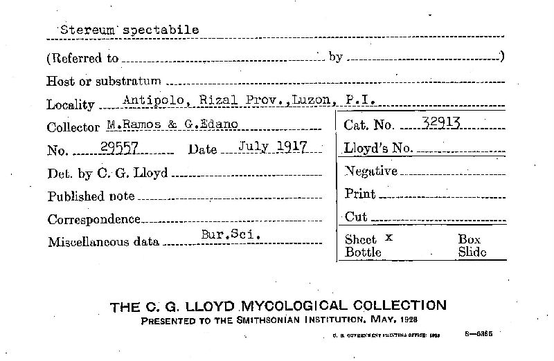Xylobolus spectabilis image