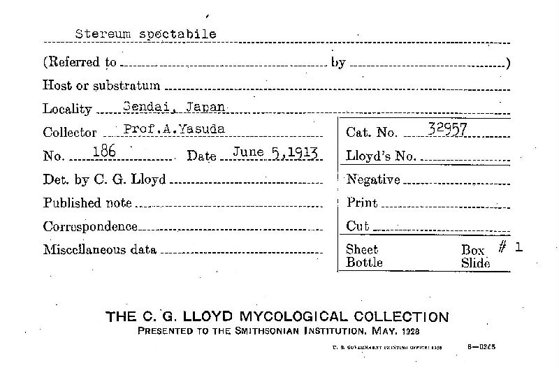Xylobolus spectabilis image