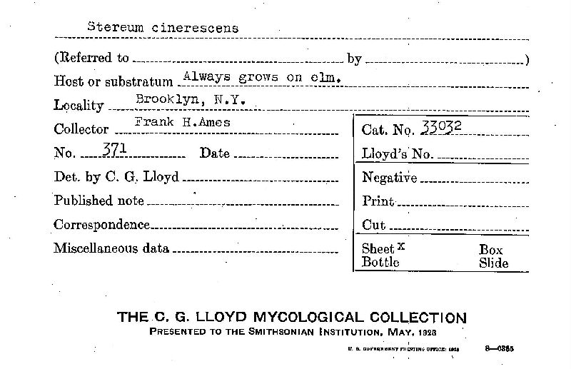 Stereum cinerescens image