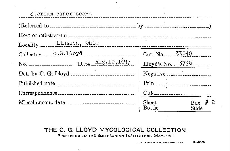 Stereum cinerescens image