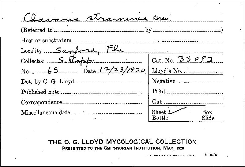 Clavaria straminea image