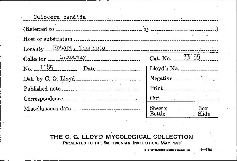 Calocera candida image