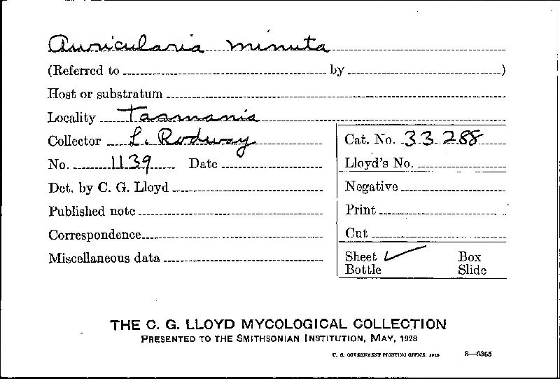 Auricularia minuta image