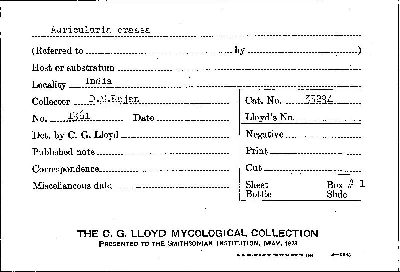 Auricularia crassa image