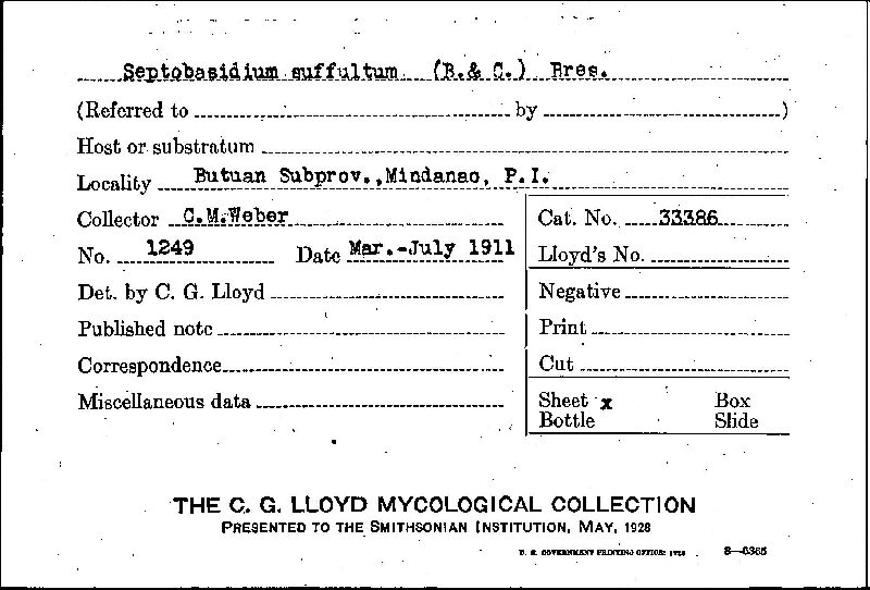 Septobasidium suffultum image