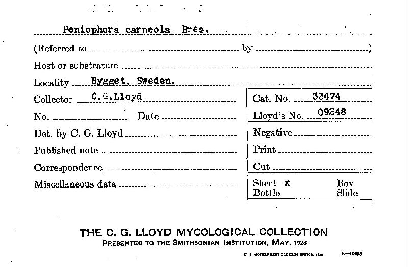 Hyphoderma argillaceum image