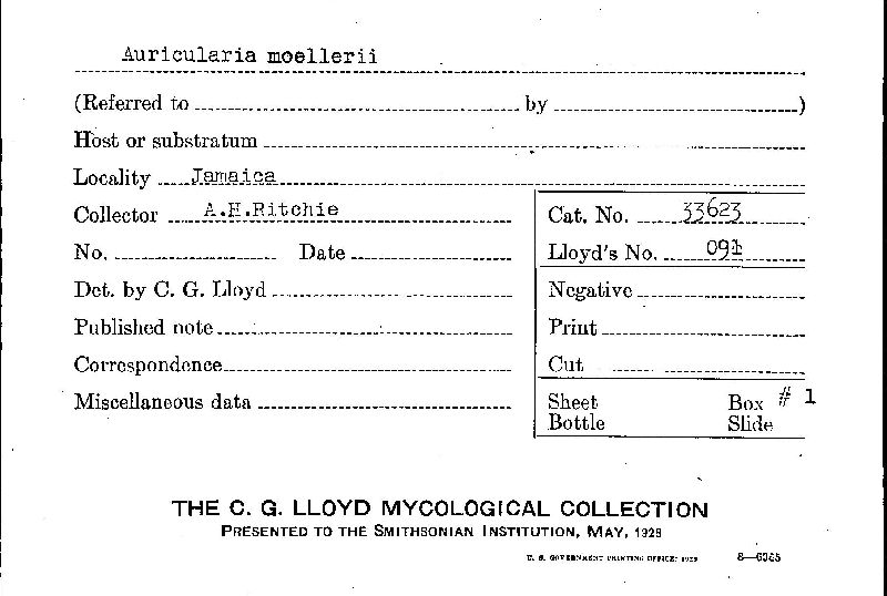 Auricularia moellerii image