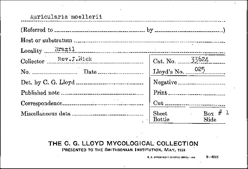 Auricularia moellerii image