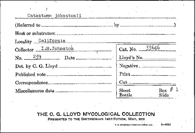 Disciseda johnstonii image