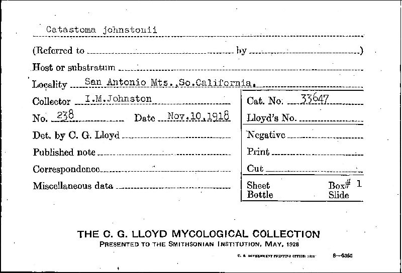 Disciseda johnstonii image