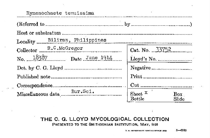 Hymenochaete tenuissima image