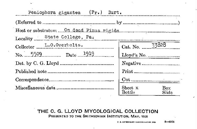 Phlebiopsis gigantea image