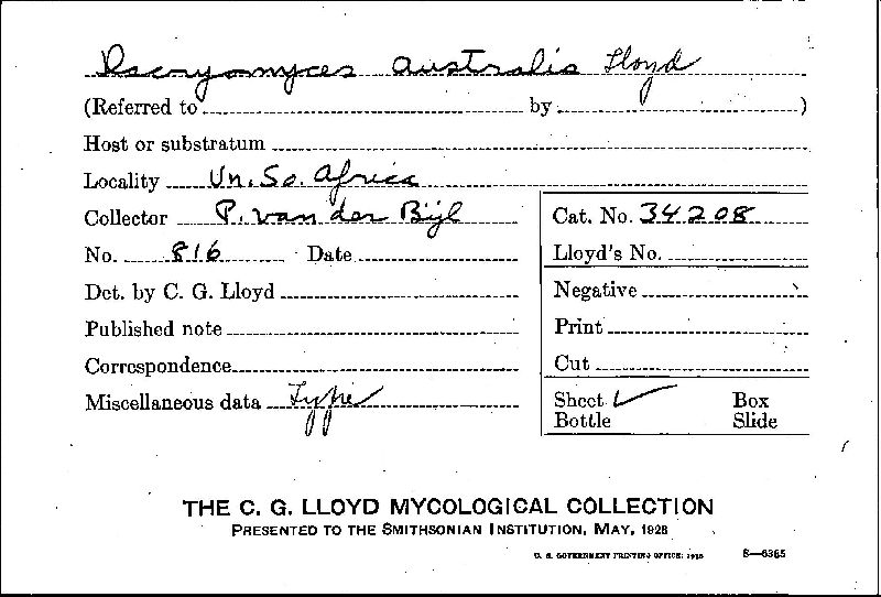 Dacryomyces australis image