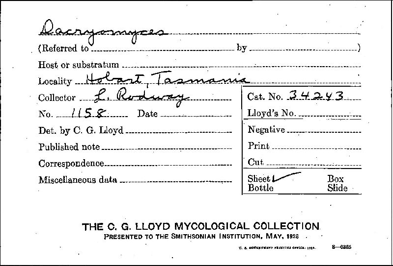 Dacryomyces image