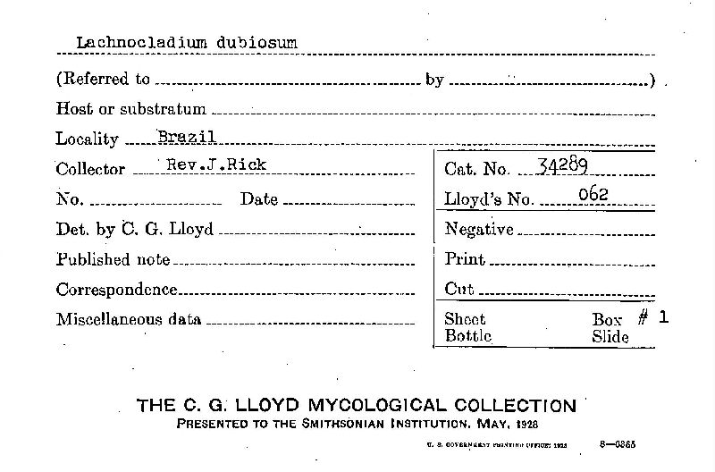 Lachnocladium dubiosum image