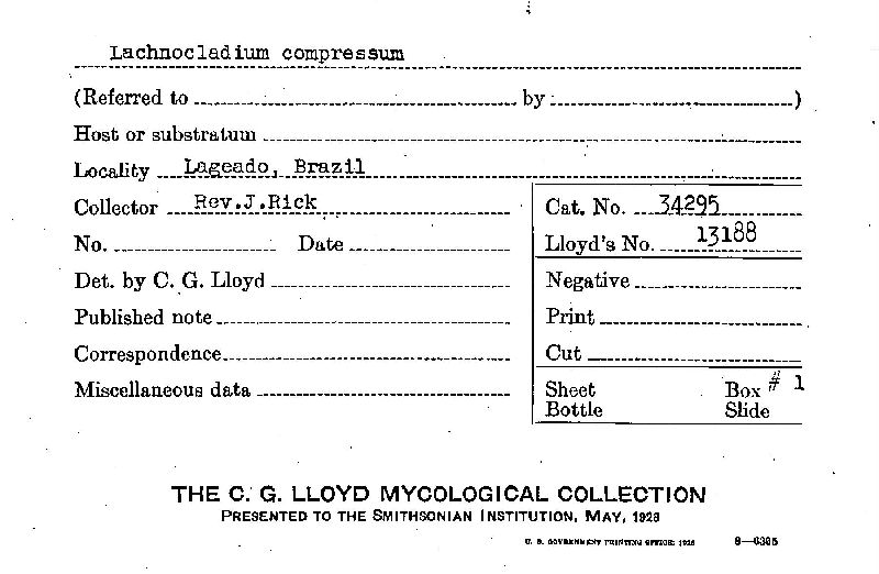 Lachnocladium image