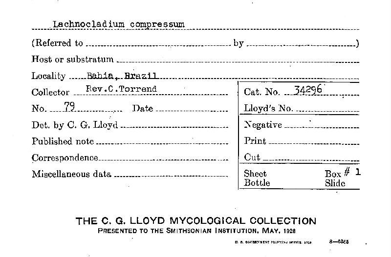 Lachnocladium compressum image