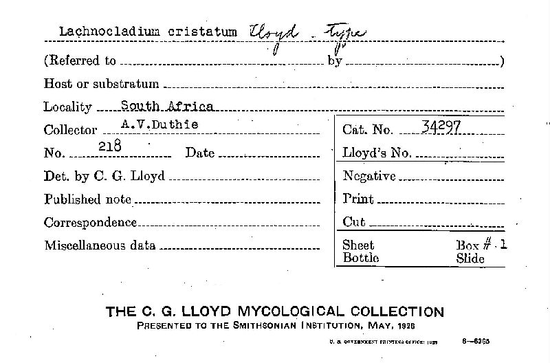 Lachnocladium cristatum image