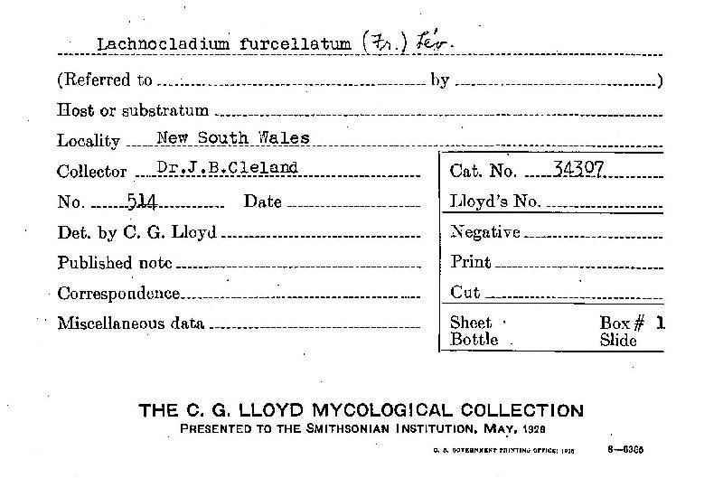 Lachnocladium furcellatum image