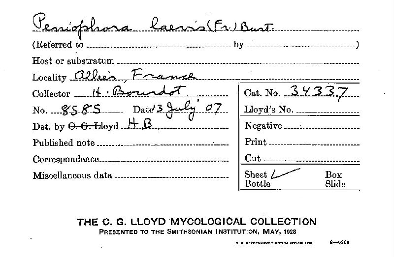 Phanerochaete laevis image