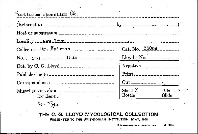 Corticium rhodellum image