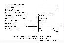 Inonotus hispidus image