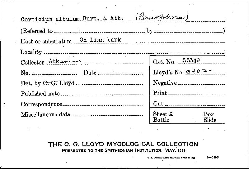 Corticium albulum image