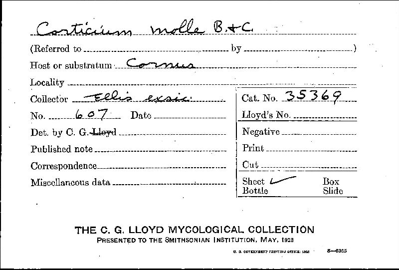 Cerocorticium molle image
