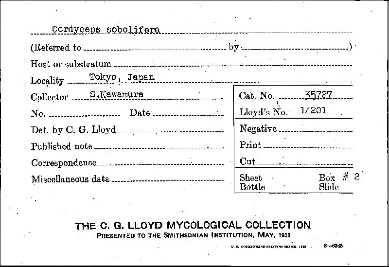 Ophiocordyceps sobolifera image