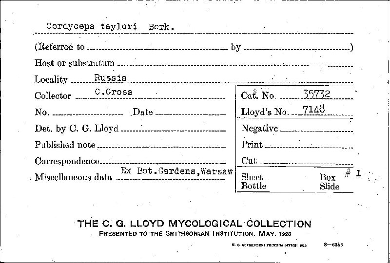 Cordyceps taylori image