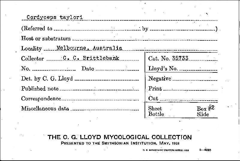 Cordyceps taylori image