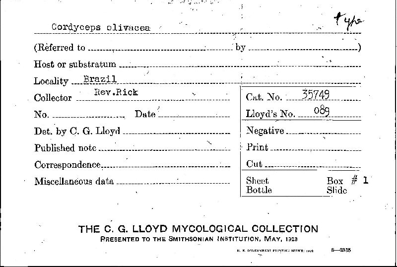 Cordyceps olivacea image