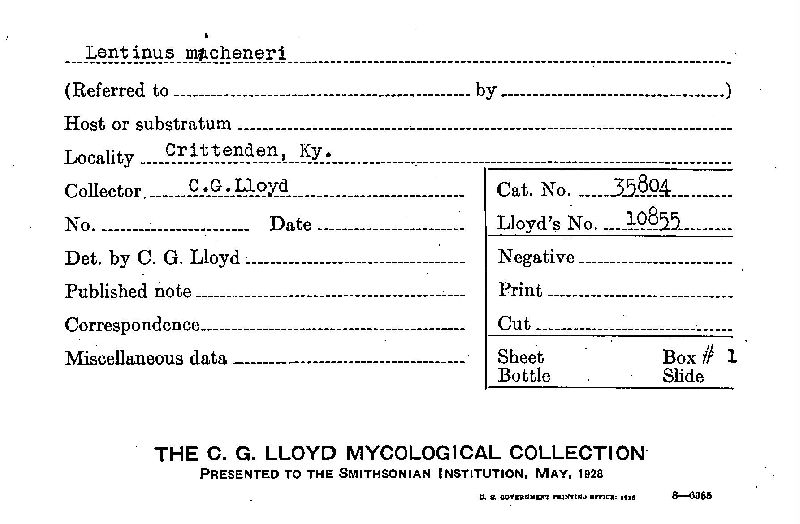 Lentinus micheneri image