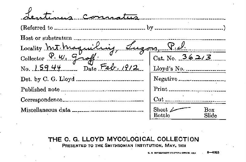 Lentinus connatus image