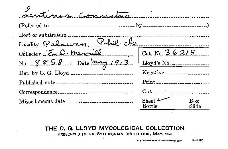 Lentinus connatus image