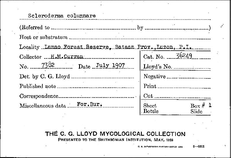 Scleroderma columnare image