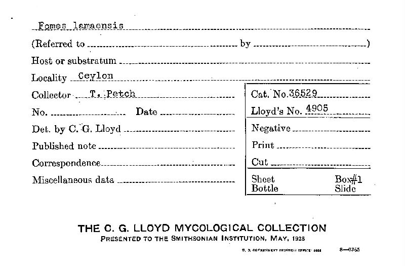 Fomes lamaensis image