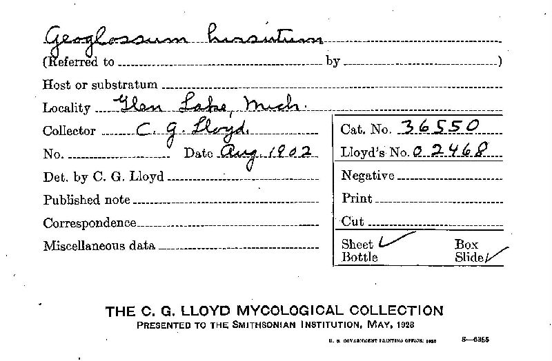 Geoglossum hirsutum image