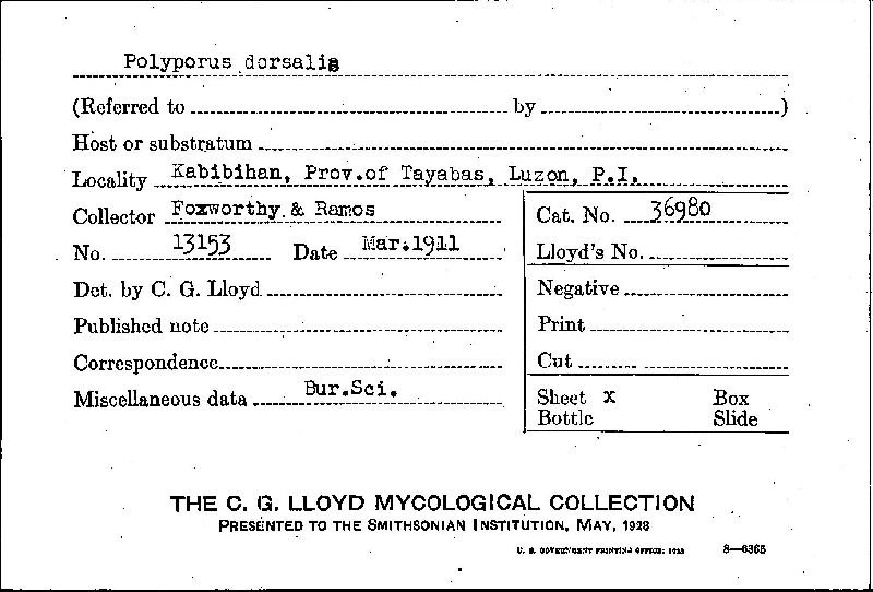 Ganoderma dorsale image