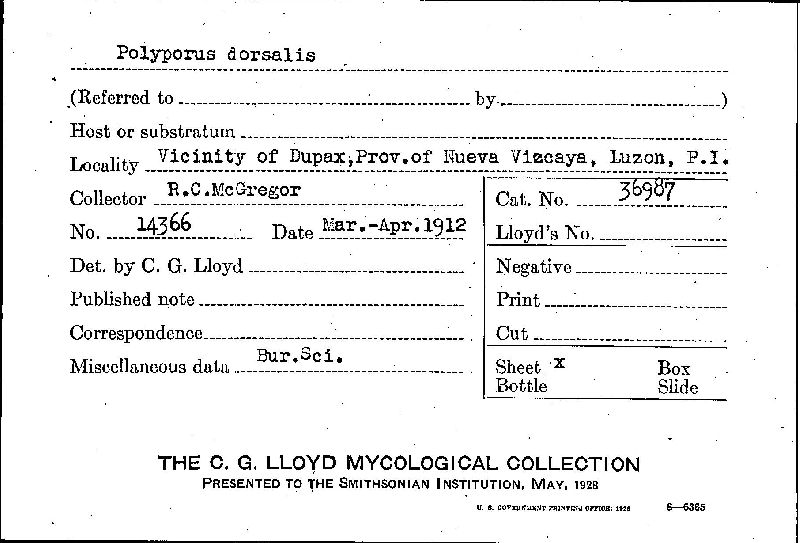 Ganoderma dorsale image