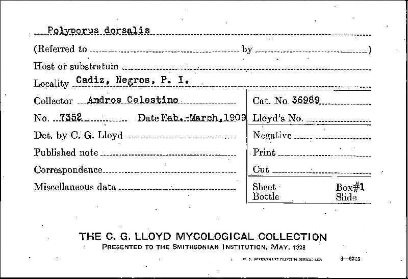 Ganoderma dorsale image
