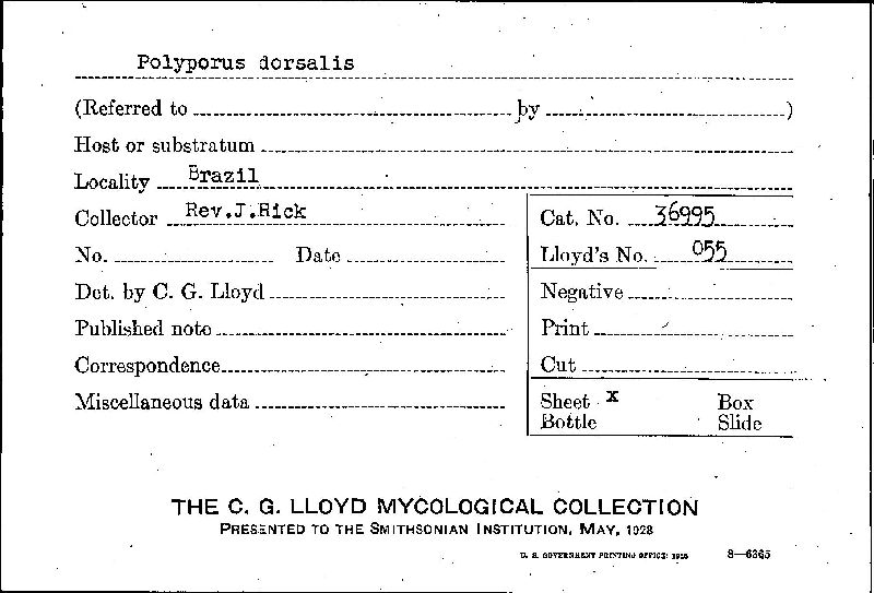 Ganoderma dorsale image