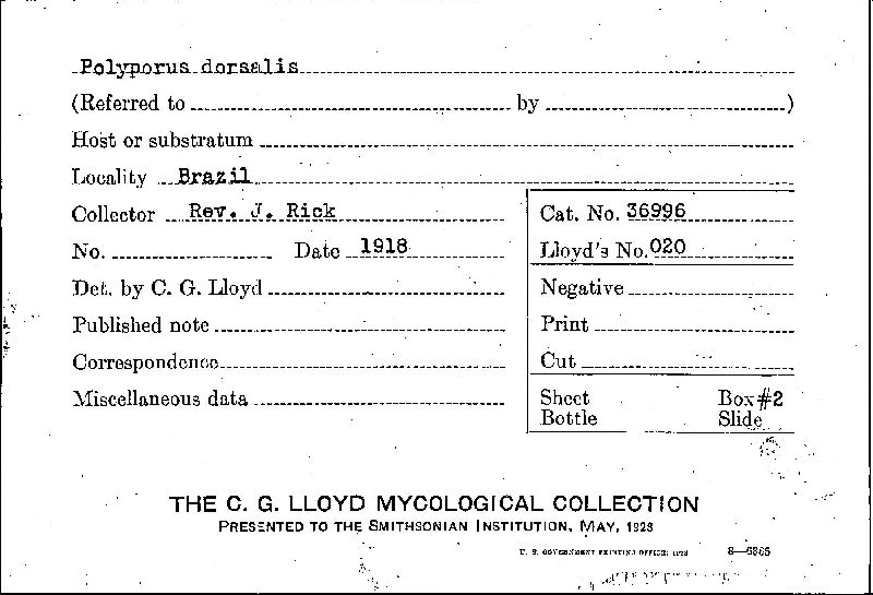 Ganoderma dorsale image