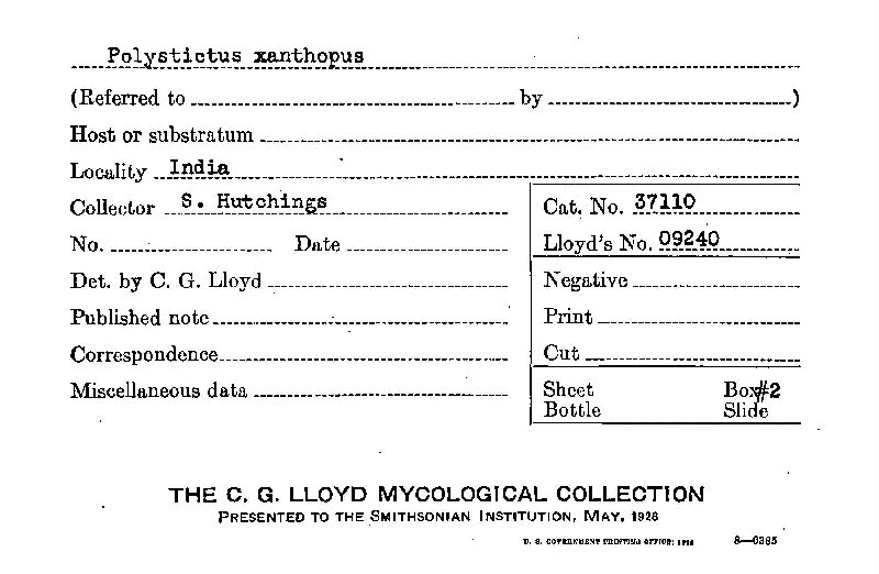 Microporus xanthopus image
