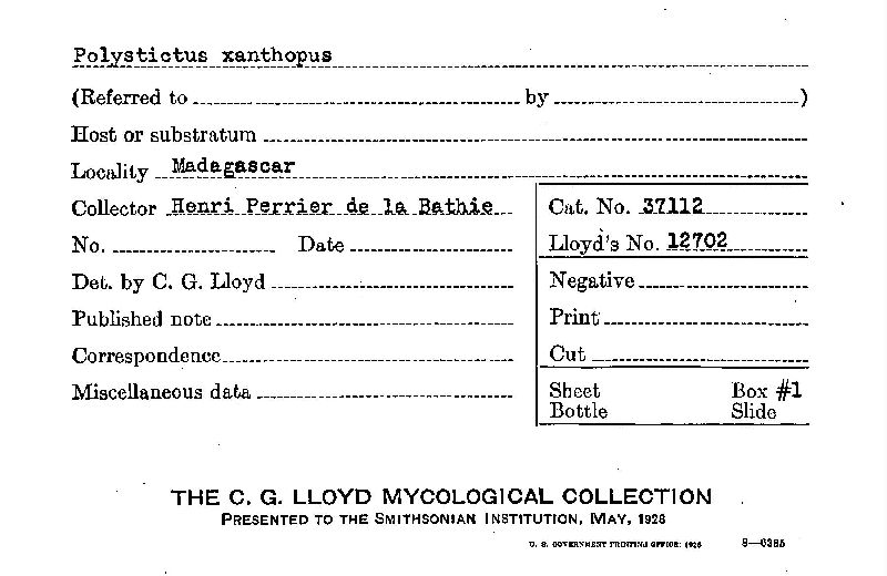 Microporus xanthopus image