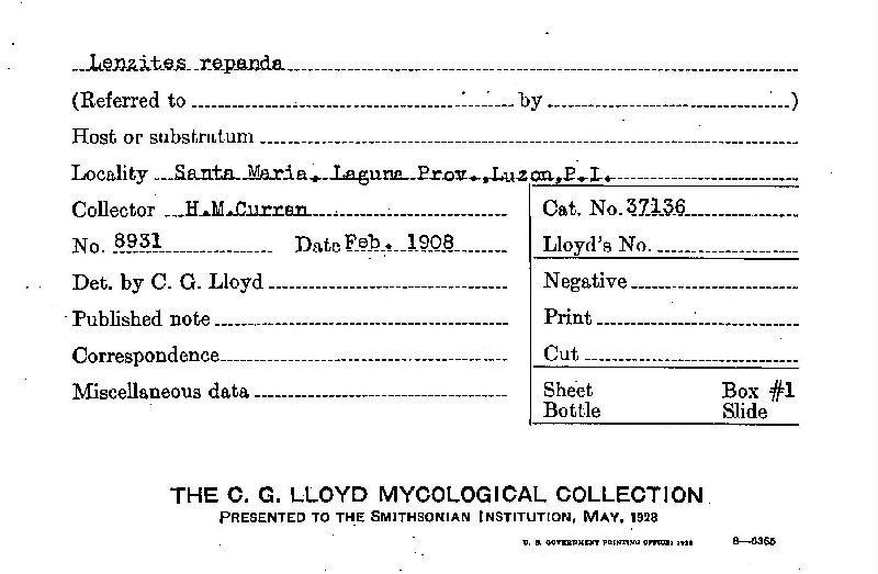 Lenzites repanda image