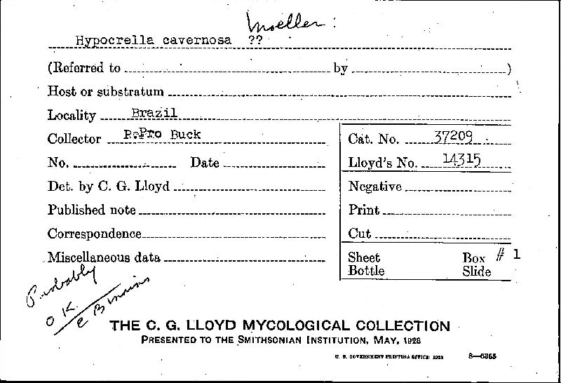 Hypocrella cavernosa image